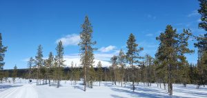 Snowy Pallastunturi behind tall Lapland conifers in bright spring sunlight viewed from the Hetta-Pallas ski track